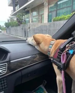 为了防止晕车，狗子自己想了一个好办法…也太厉害了吧