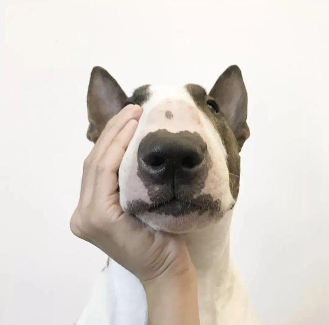 可以妈我们在拍照时还可以用我们的手做道具,像人一样让狗狗托腮,扶