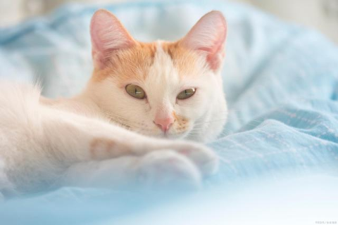 猫多大不会得猫藓.png 猫多大不会得猫藓.png