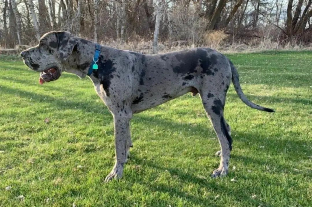 以为养了只小型犬,结果一年后却蹿到190斤...哈哈哈 以为养了只小型犬,结果一年后却蹿到190斤...哈哈哈