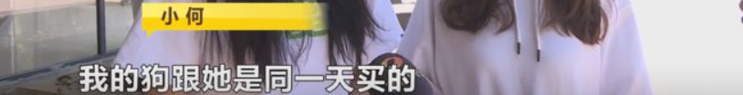 长沙俩大学生怀疑自己买到“星期狗”，找商家理论，商家竟然把宠物狗弄丢了
