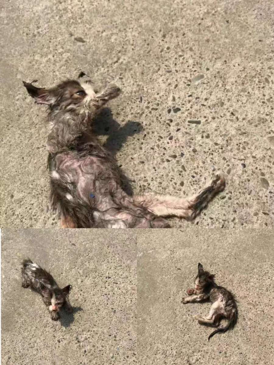 一只小奶猫被人涂满胶水扔到超市门口，最后结局让人暖哭……