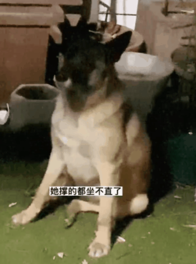 金毛偷吃泡芙肿成猪头，怕事情败露偷偷躲起来装睡…主人被吓哭：别死啊