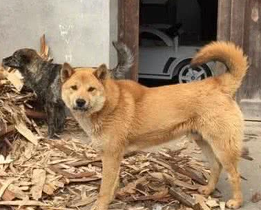 山村闻犬吠，为抓拍这只漂亮的大黄狗，也是豁出去了，差点被咬！