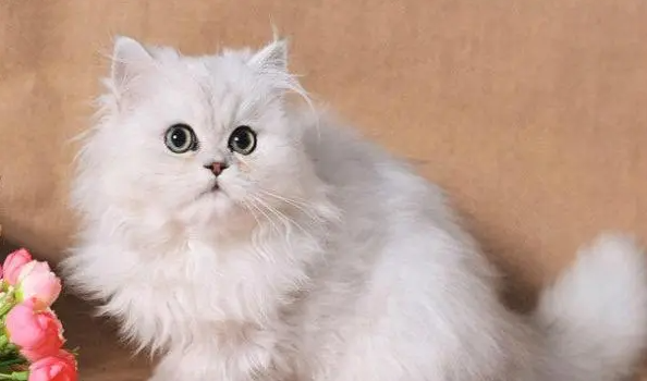 训练金吉拉猫不咬人，你应该这样做！
