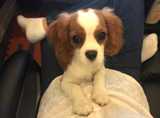 为何“查理王小猎犬”这么受追捧?网友:养过就再也忘不了 为何“查理王小猎犬”这么受追捧?网友:养过就再也忘不了