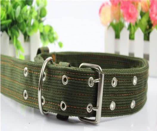 狗项圈使用不正确居然会要了狗狗的一条命？