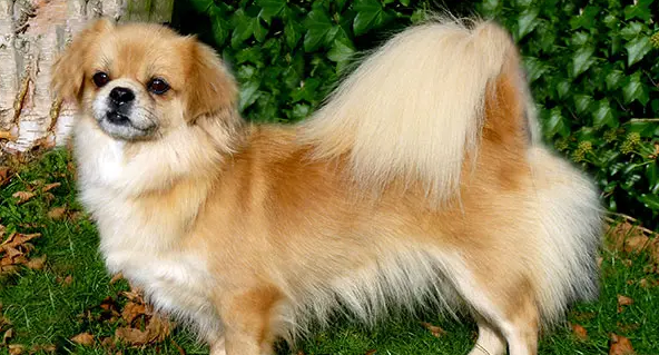 给西藏猎犬洗澡，这些步骤流程你们做了吗？