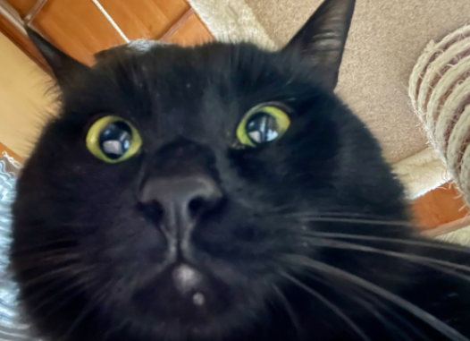 给猫拍了一组照片,猫看后瞪着眼骂了三天... 给猫拍了一组照片,猫看后瞪着眼骂了三天...