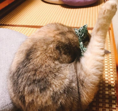 深夜看到我家的猫:诶,哪儿来的大鸡腿! 深夜看到我家的猫:诶,哪儿来的大鸡腿!