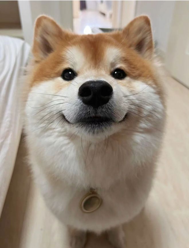 快来解锁狗狗拍照姿势,心都萌化了