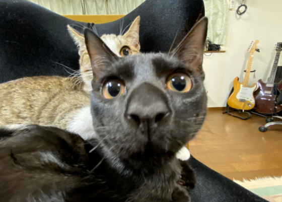 给猫拍了一组照片,猫看后瞪着眼骂了三天... 给猫拍了一组照片,猫看后瞪着眼骂了三天...