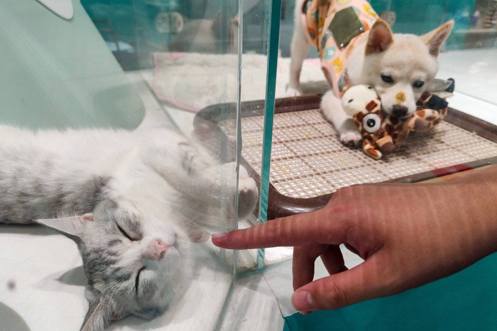 “520”猫狗热:比起爱情,更想给宠物花钱? “520”猫狗热:比起爱情,更想给宠物花钱?