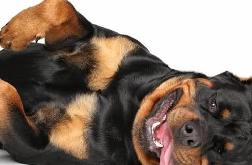 网红“创可贴警犬”即将退役,罗威纳不愧是最聪明的猛犬.png 网红“创可贴警犬”即将退役,罗威纳不愧是最聪明的猛犬.png