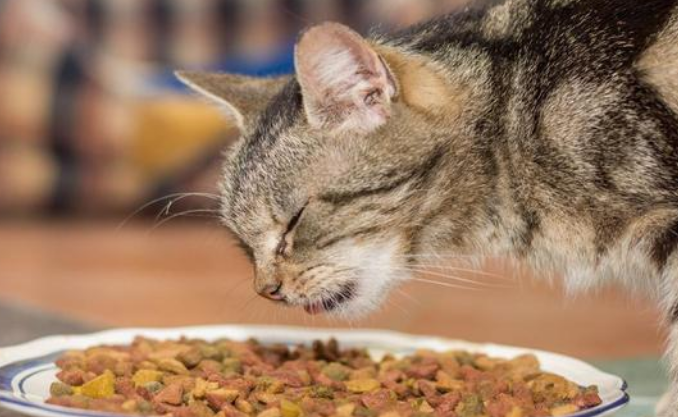 全阶段猫粮是指什么年龄段