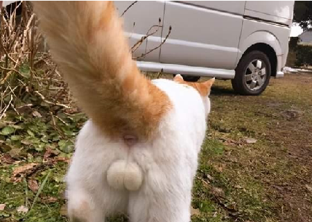 猫咪公的母的怎么分辨