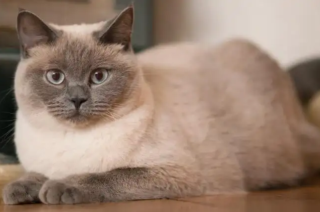 重点色短毛猫有什么性格特点,来看看! 重点色短毛猫有什么性格特点,来看看!