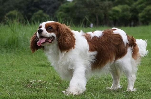 为何“查理王小猎犬”这么受追捧?网友:养过就再也忘不了 为何“查理王小猎犬”这么受追捧?网友:养过就再也忘不了