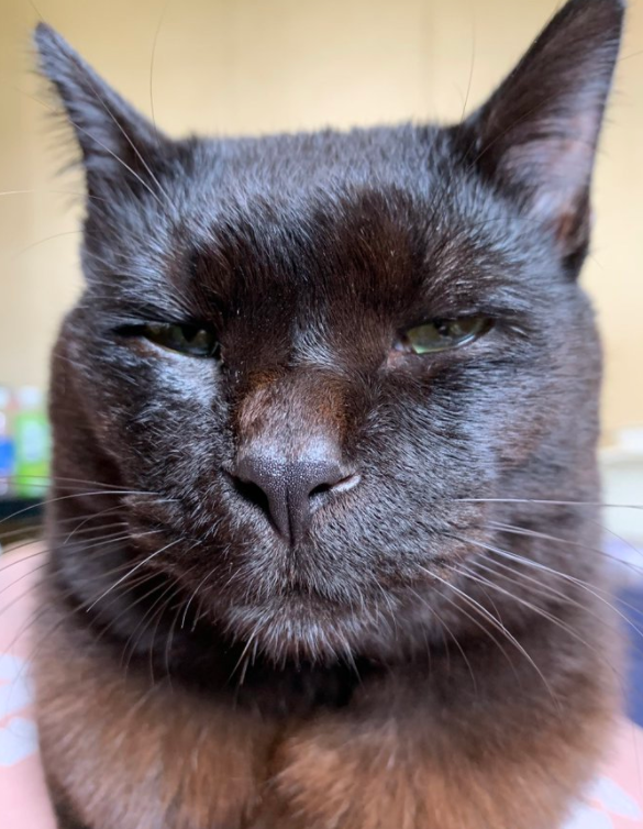 给猫拍了一组照片,猫看后瞪着眼骂了三天... 给猫拍了一组照片,猫看后瞪着眼骂了三天...