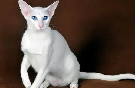 东方短毛猫训练诀窍,铲屎官们知道吗? 东方短毛猫训练诀窍,铲屎官们知道吗?
