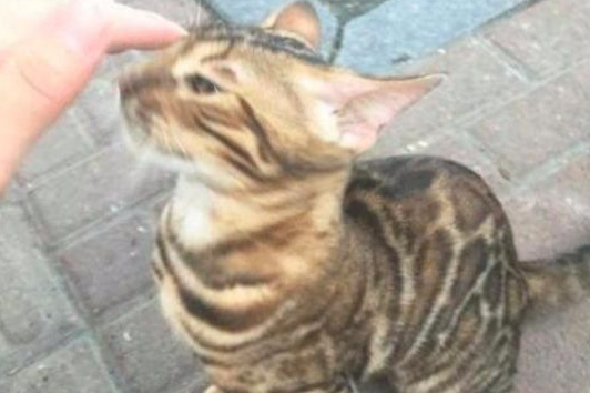 女子在路上偶遇流浪猫，殊不知这是“行走的人民币”