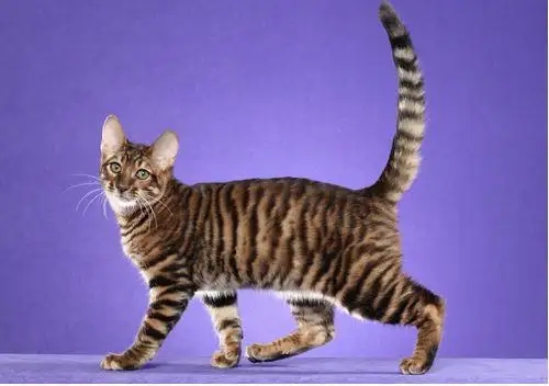 索马里猫喜欢抓东西怎么办?训练方法很简单!.jpg 索马里猫喜欢抓东西怎么办?训练方法很简单!.jpg