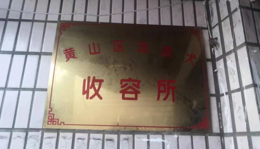 疫情当下,这个“傻”大姐,用十余载守护一方猫狗! 疫情当下,这个“傻”大姐,用十余载守护一方猫狗!