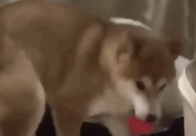 柴犬靠近小博美，以为爱情要来了，结果...噗哈哈哈！