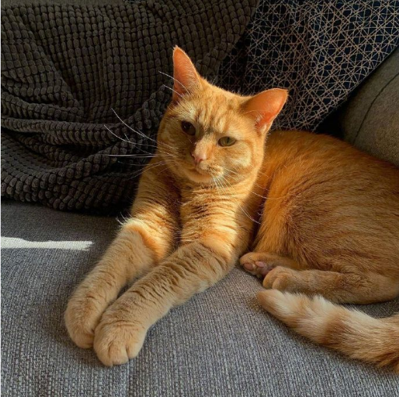 橘猫:我脖子以下全是腿!快来get腿超长的橘猫吧 橘猫:我脖子以下全是腿!快来get腿超长的橘猫吧