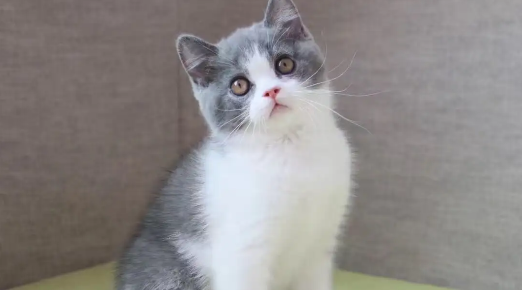 为什么英国短毛猫耳朵上没毛？是生病了吗？