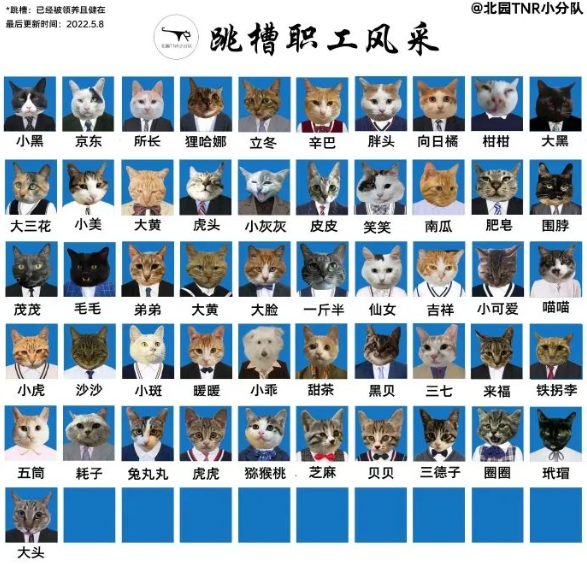 四川大学上百只流浪猫的证件照走红网络,幕后的故事居然这么劲爆! 四川大学上百只流浪猫的证件照走红网络,幕后的故事居然这么劲爆!