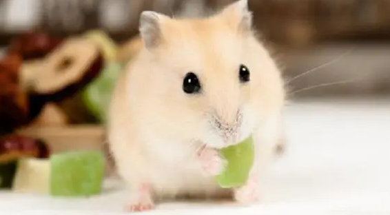 话说，仓鼠可以吃西瓜吗？