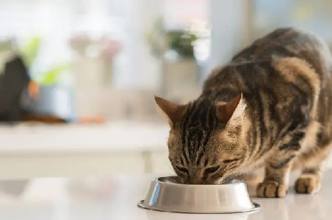宠物猫不能吃的食物有哪些.png 宠物猫不能吃的食物有哪些.png