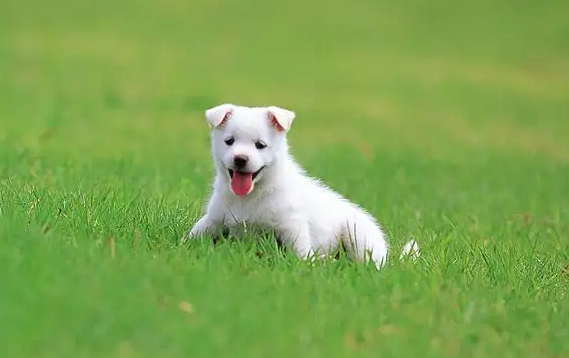 狗狗第一胎死了的话，后面该咋办？