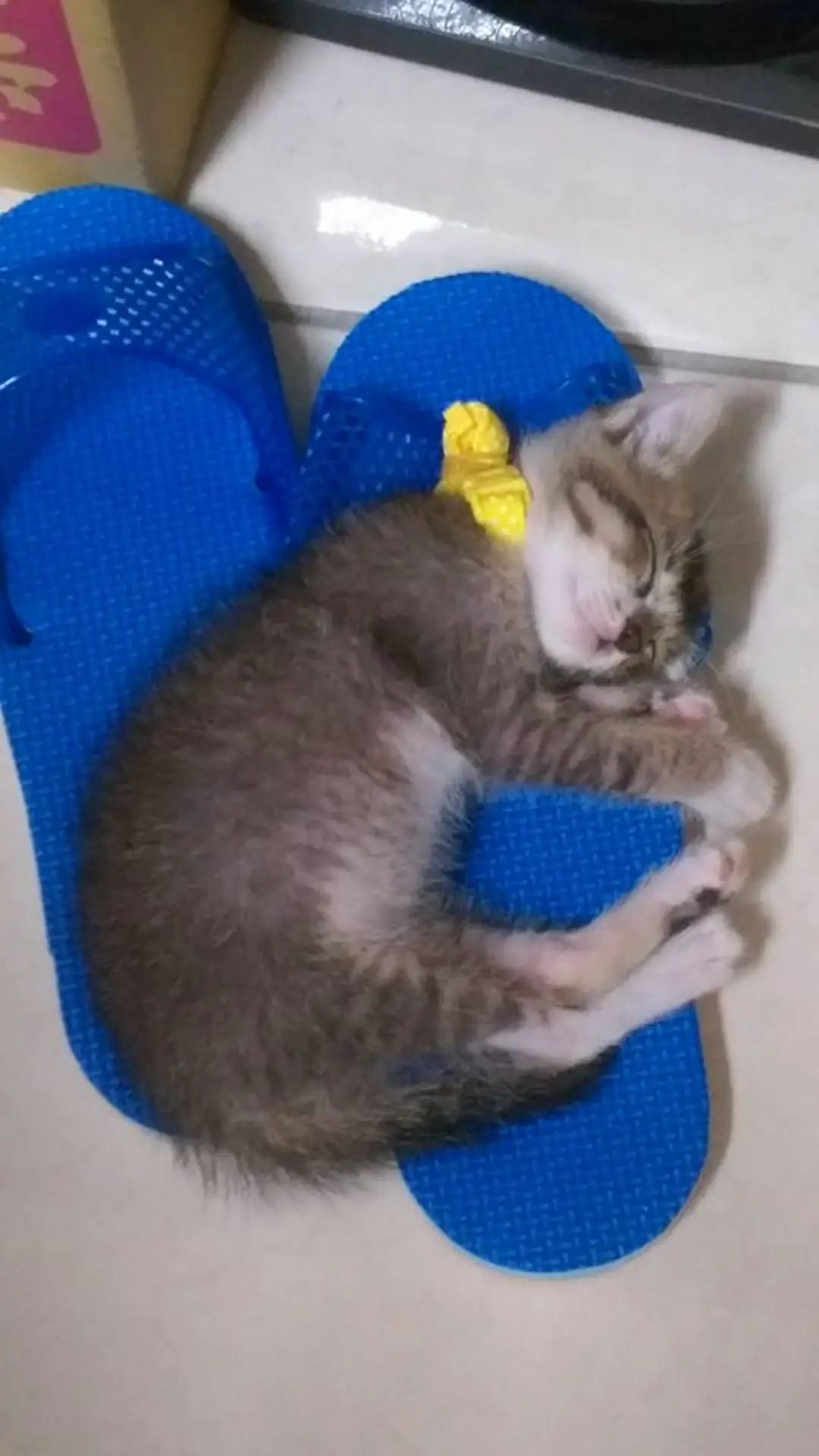 网友救下险些被人渣吃的小猫,没想到五年后,网友和猫都... 网友救下险些被人渣吃的小猫,没想到五年后,网友和猫都...