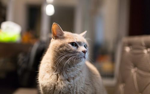 猫冻干怎么判断变质.jpg