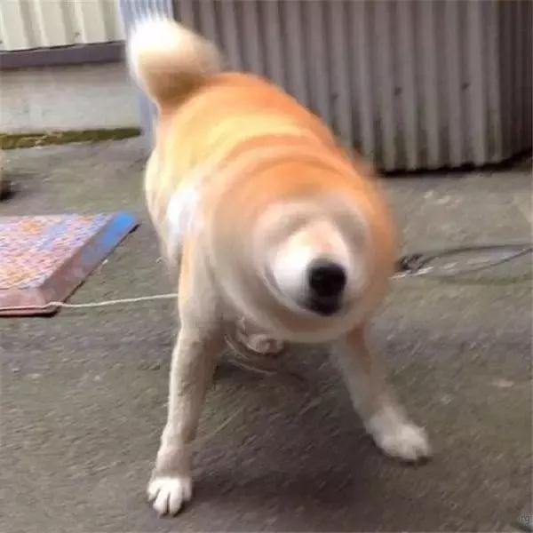 快来解锁狗狗拍照姿势,心都萌化了 快来解锁狗狗拍照姿势,心都萌化了