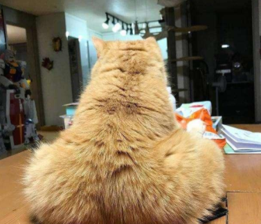 深夜看到我家的猫:诶,哪儿来的大鸡腿! 深夜看到我家的猫:诶,哪儿来的大鸡腿!