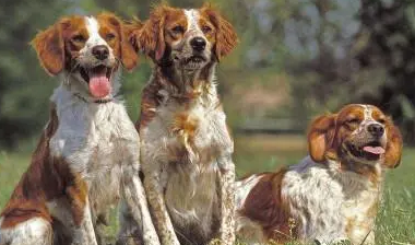 布列塔尼犬的用餐训练，铲屎官一定要学！
