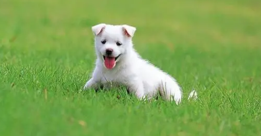 狗狗生产后很脏、很臭，家长要这么处理！