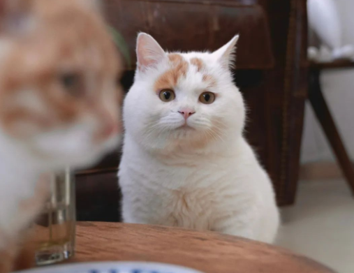 流浪猫的逆袭之路|变成了京城阔少，还住上了大别墅！