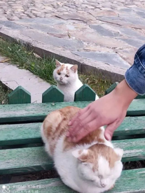 流浪猫的逆袭之路|变成了京城阔少，还住上了大别墅！