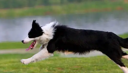 边境牧羊犬掉毛是什么原因？看完这篇文章你就知道了