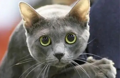 与科拉特猫相处,需要注意这些! 与科拉特猫相处,需要注意这些!
