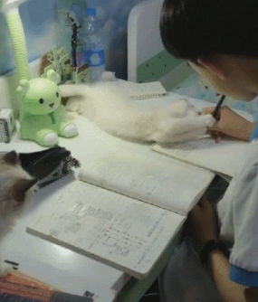 猫咪打扰孩子写作业,看看硬核妈妈是怎么降服的? 猫咪打扰孩子写作业,看看硬核妈妈是怎么降服的?
