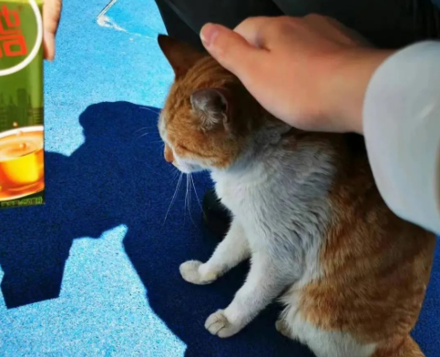 那只刚火的网红流浪猫,就被F旦大学教授虐杀死了! 那只刚火的网红流浪猫,就被F旦大学教授虐杀死了!