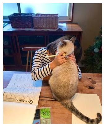 猫咪打扰孩子写作业,看看硬核妈妈是怎么降服的? 猫咪打扰孩子写作业,看看硬核妈妈是怎么降服的?