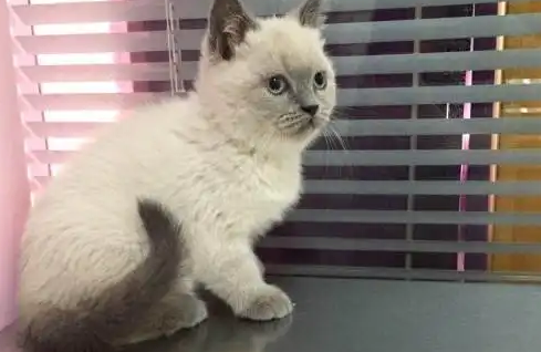 重点色短毛猫吐了，你知道什么原因吗？