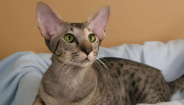 东方短毛猫的尾巴清理方法,你们get了吗? 东方短毛猫的尾巴清理方法,你们get了吗?
