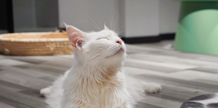 猫的舌头溃疡是什么样子的 猫的舌头溃疡是什么样子的